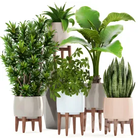 Collection of plants